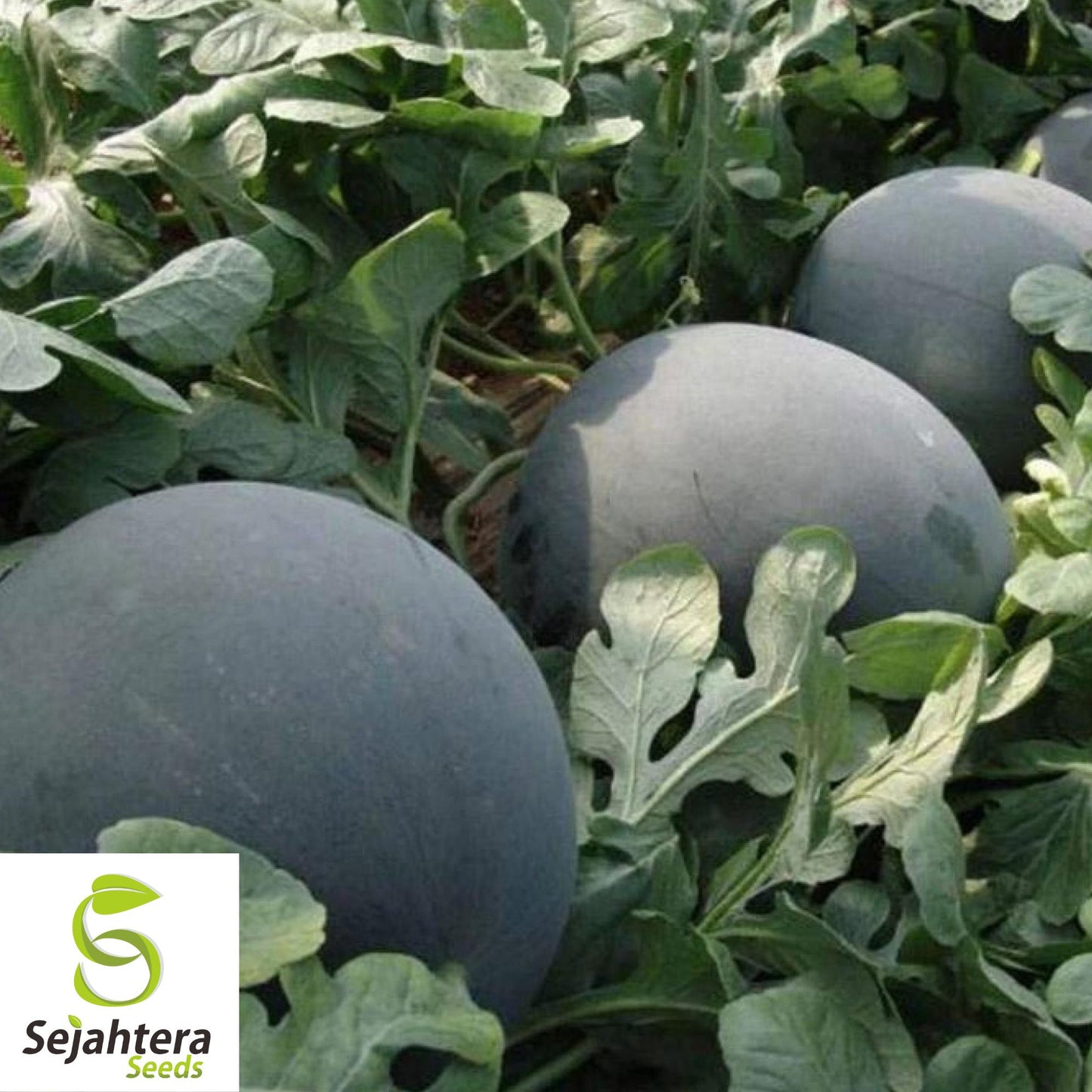 Giant Black Diamond Watermelon Seeds - 30+ Heirloom, Organic, 30-50 lbs & Sweet
