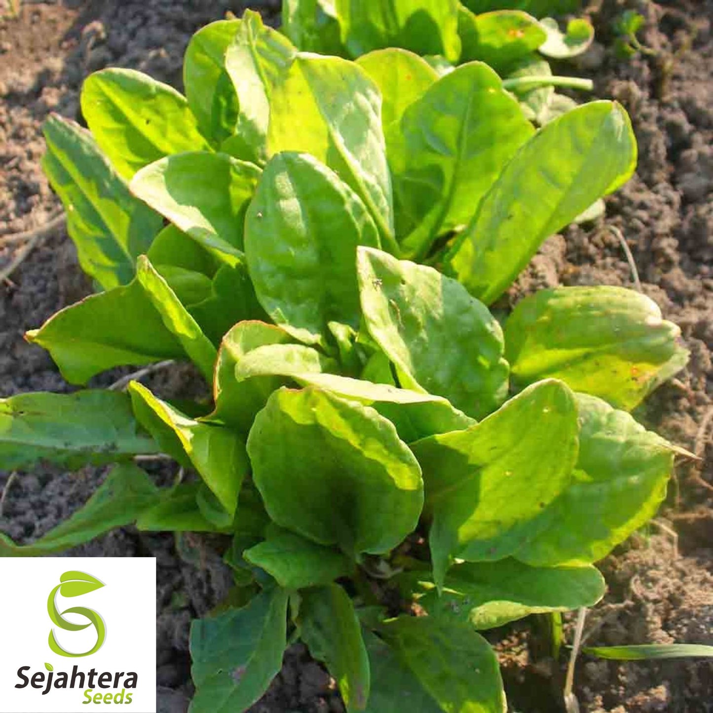 600+ Large Leaf Sorrel Seeds (Rumex acetosa) - Non-GMO, Heirloom & Tangy Herb