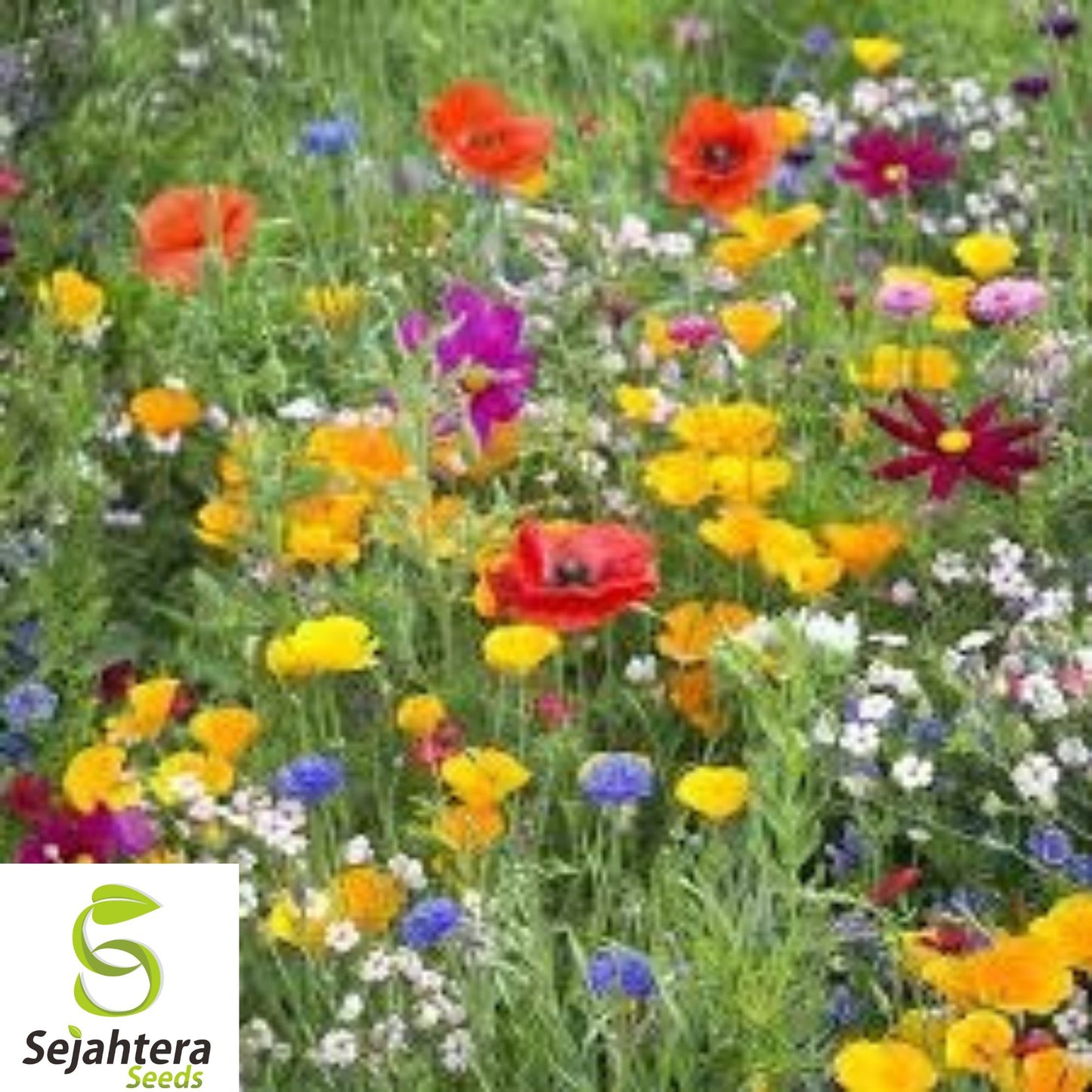 1000+ Wildflower Mix Seeds - Non-GMO, Drought-Resistant, 25 Species for Dry Areas