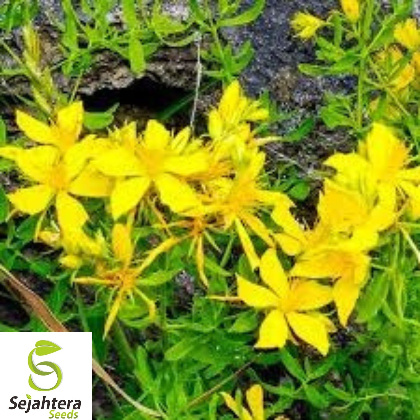 200+ Great St. John’s Wort Seeds - Medicinal Herb, Heirloom, Perennial Flower