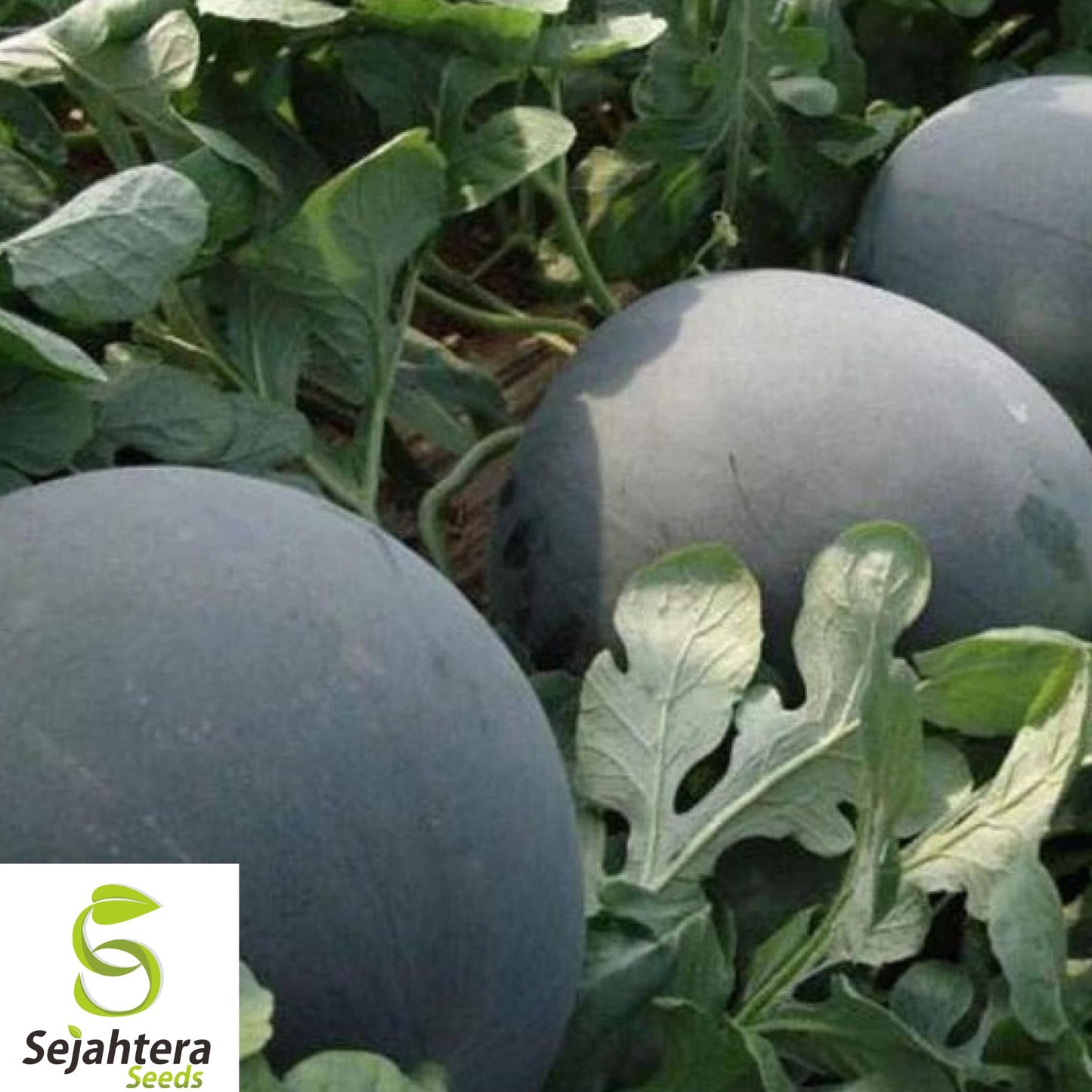 15+ Giant Black Diamond Watermelon Seeds - Heirloom, Organic, 30-50lbs Sweet Melons