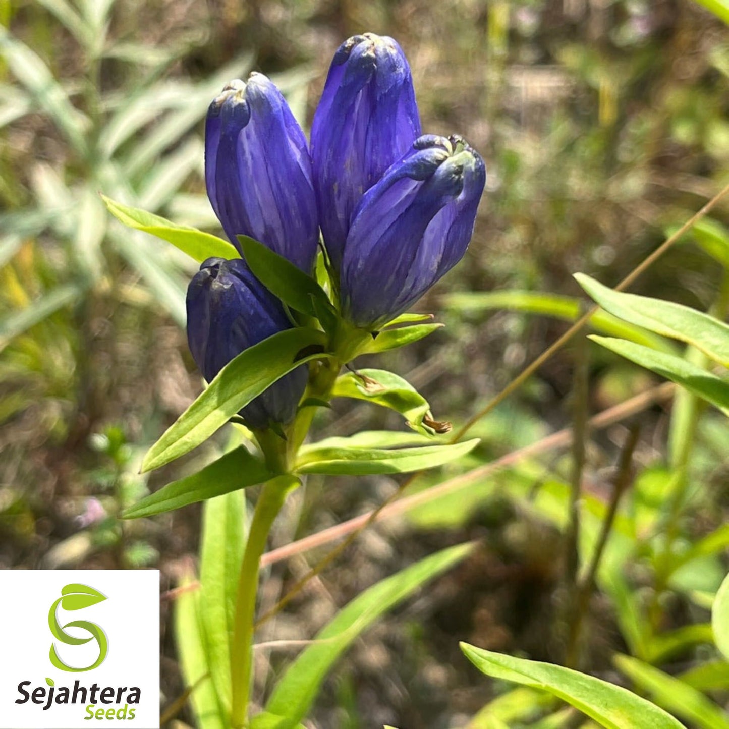 Blue Bottle Gentian Seeds {Gentiana andrewsii} 200+ Seeds for Gardens