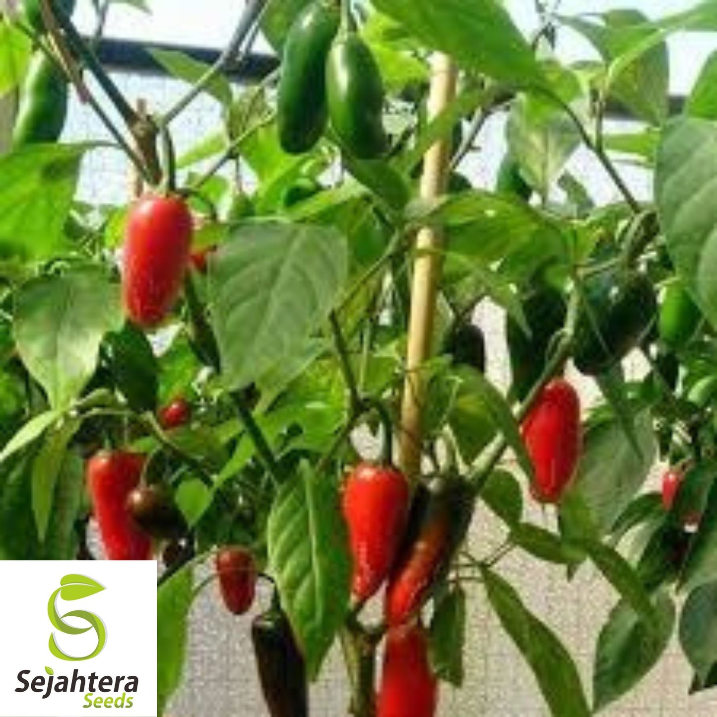 25 Mild TAM Jalapeño Pepper Seeds - Non-GMO, Flavorful & Low Heat Variety