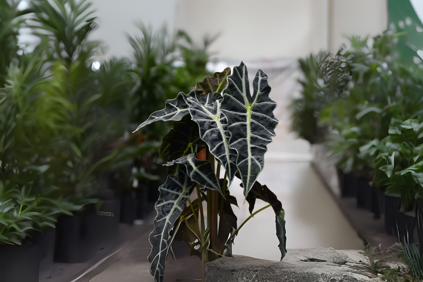 Alocasia Amazonica Polly Plant in 6" Pot - Exotic Houseplant for Indoor Gardening - Alocasia Polly