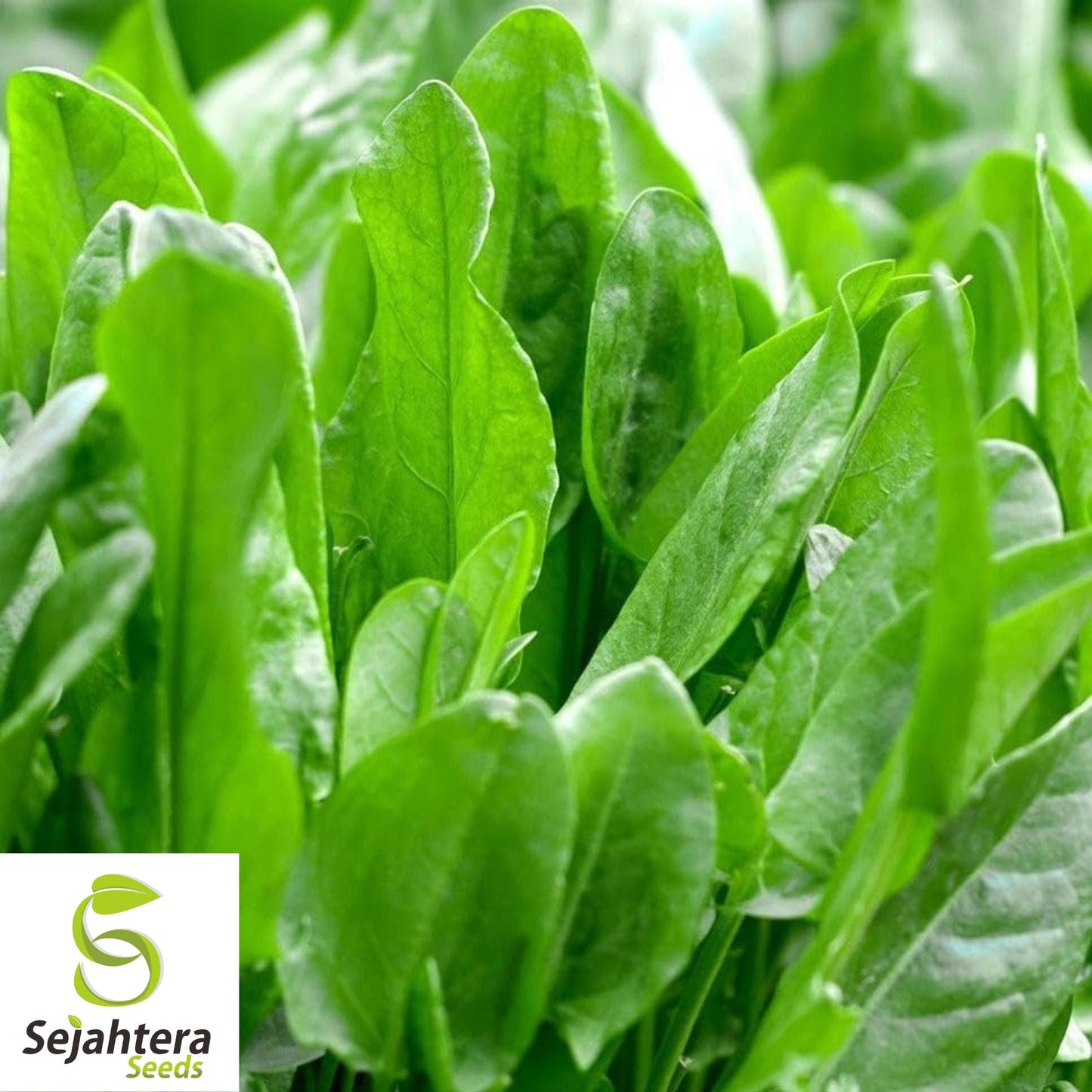 600+ Large Leaf Sorrel Seeds (Rumex acetosa) - Non-GMO, Heirloom & Tangy Herb