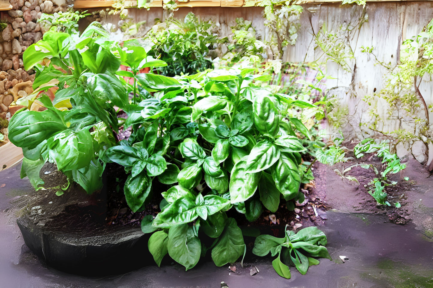 Sweet Basil (Ocimum basilicum)