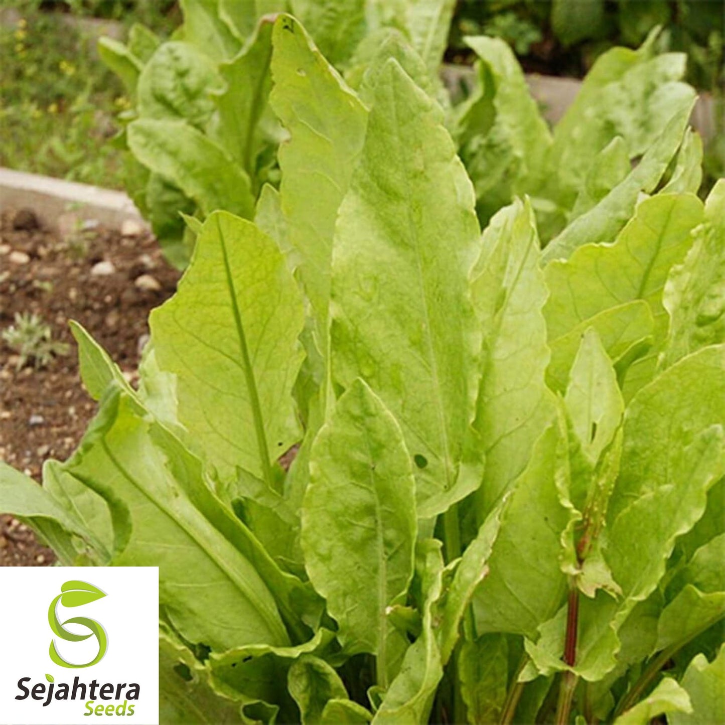 600+ Large Leaf Sorrel Seeds (Rumex acetosa) - Non-GMO, Heirloom & Tangy Herb