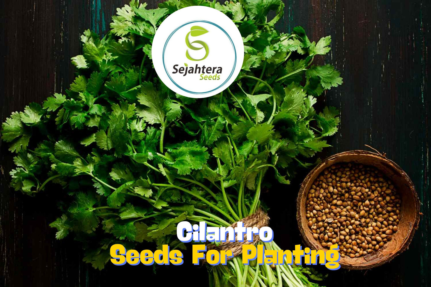 1000 Cilantro Seeds | Heirloom Coriander Herb for Garden