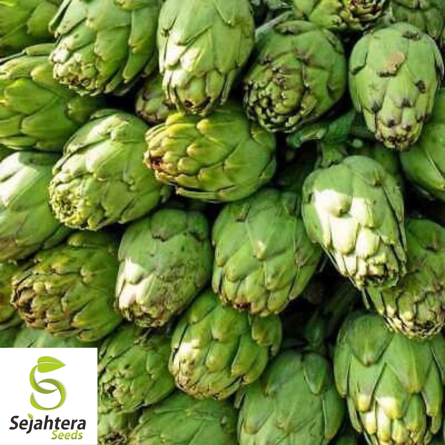 Artichoke Seeds 25 | Green Globe Vegetable Garden NON-GMO USA