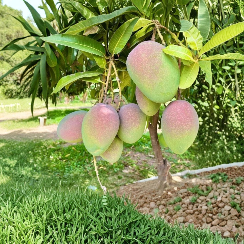 Keitt Mango Tree – Mangifera indica ‘Keitt’ Live Starter Plant | 8–12 Inches Tall | Late-Season Yellow Mango Large Fruit | Fiberless & Sweet | Extended Harvest Variety
