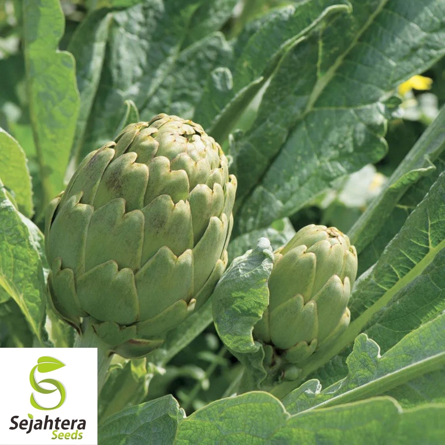 Artichoke Seeds 25 | Green Globe Vegetable Garden NON-GMO USA