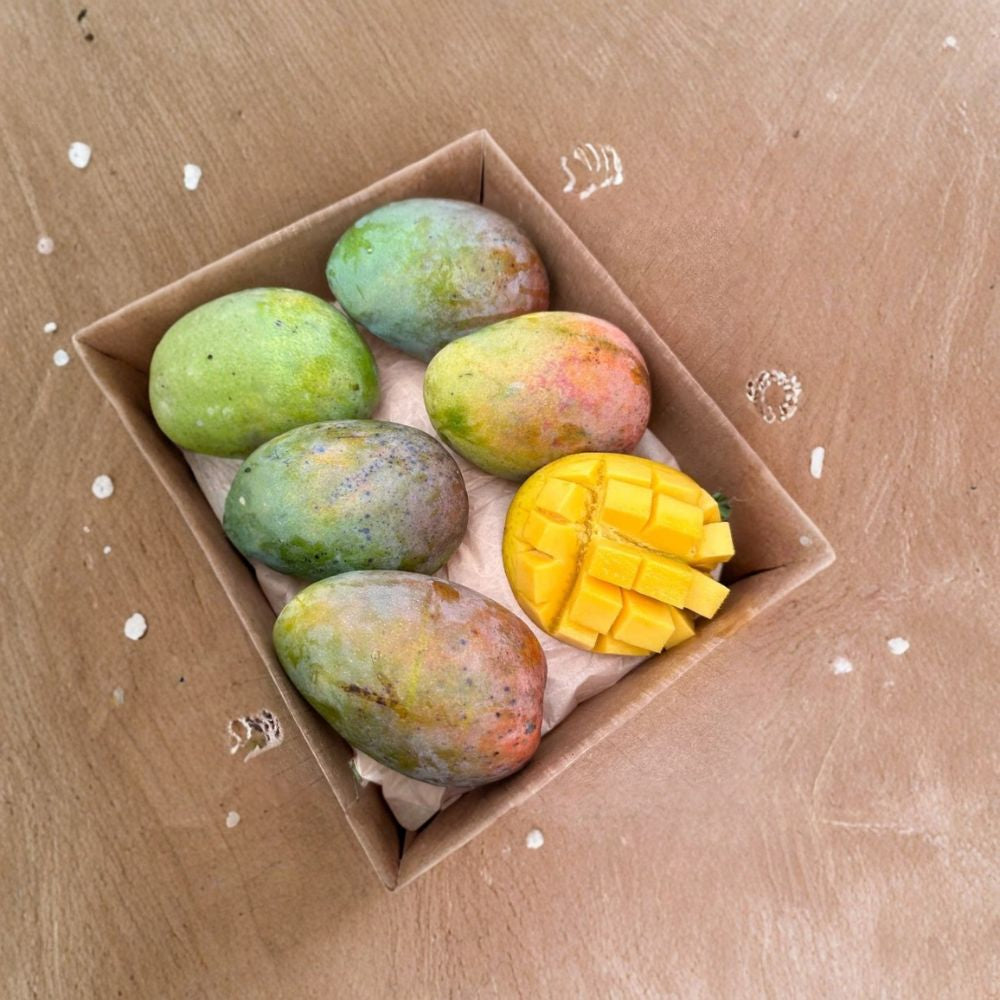 Glenn Mango Tree – Mangifera indica Grafted Live Tree | 3 Feet Tall | 3 Gallon Pot Fiberless & Sweet | Florida Favorite | Fast Growing