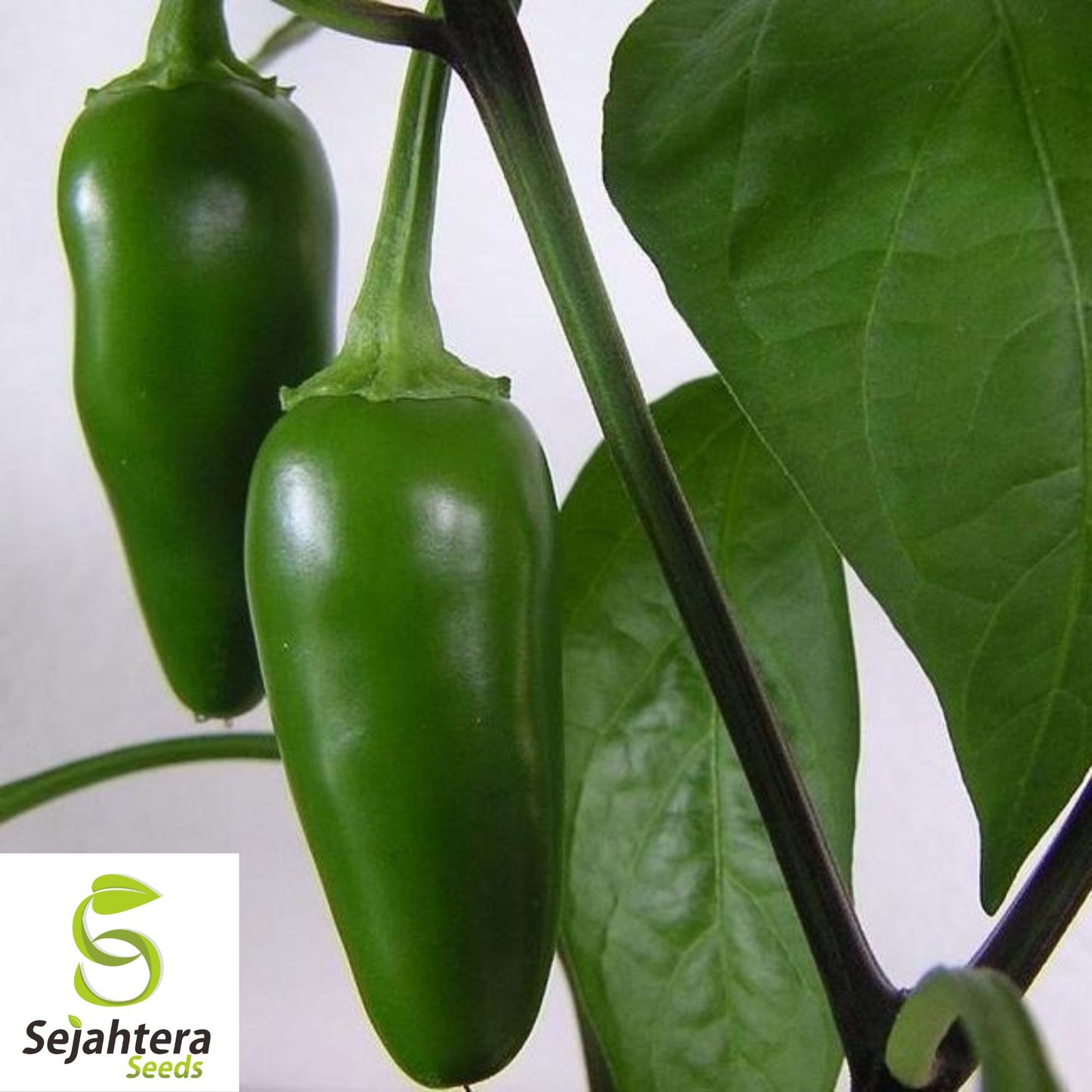 25 Mild TAM Jalapeño Pepper Seeds - Non-GMO, Flavorful & Low Heat Variety