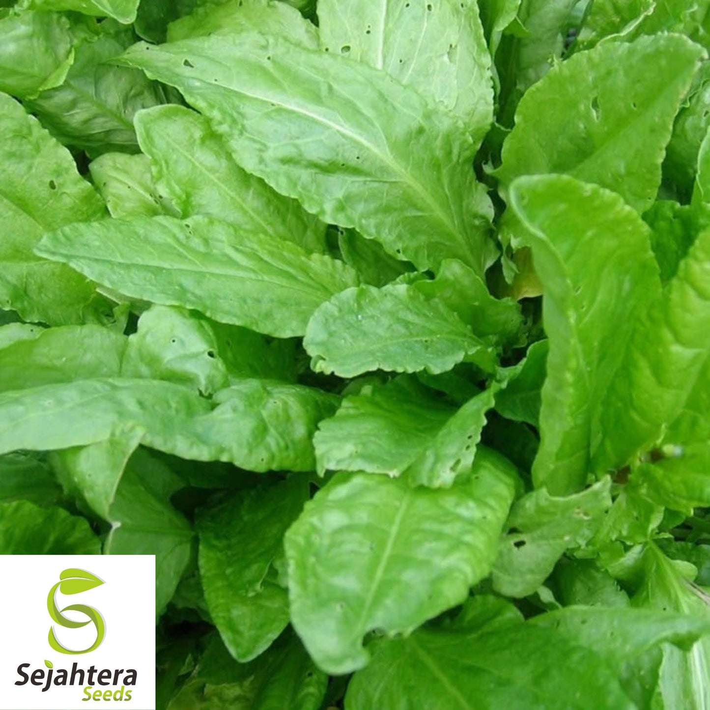 600+ Large Leaf Sorrel Seeds (Rumex acetosa) - Non-GMO, Heirloom & Tangy Herb