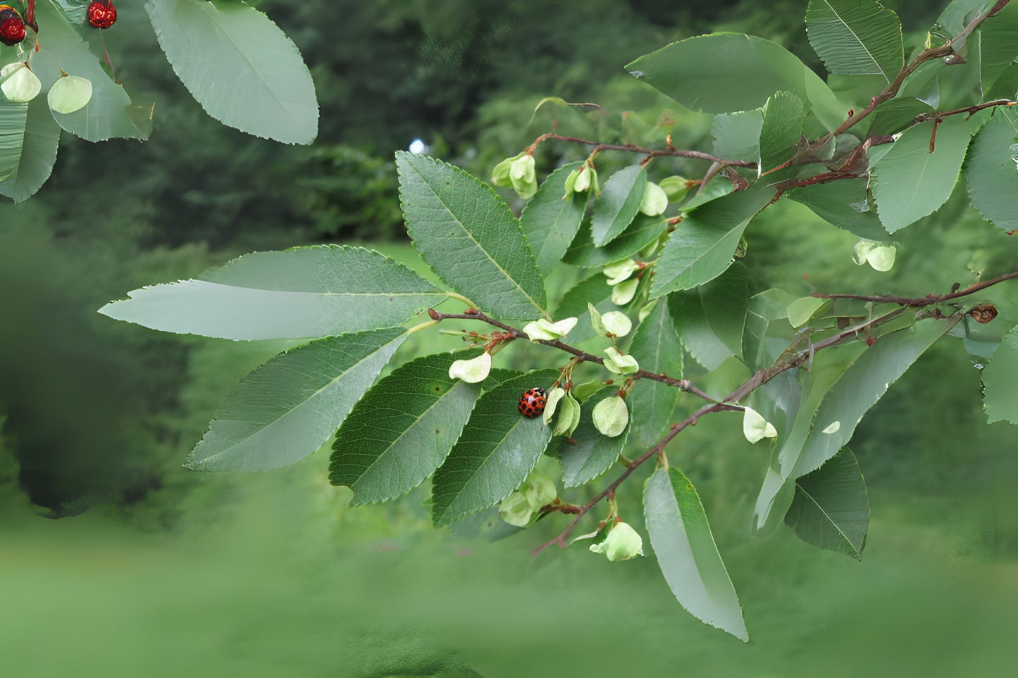 Chinese Corkbark Elm Lacebark Elm (Ulmus parvifolia 'Elsmo')