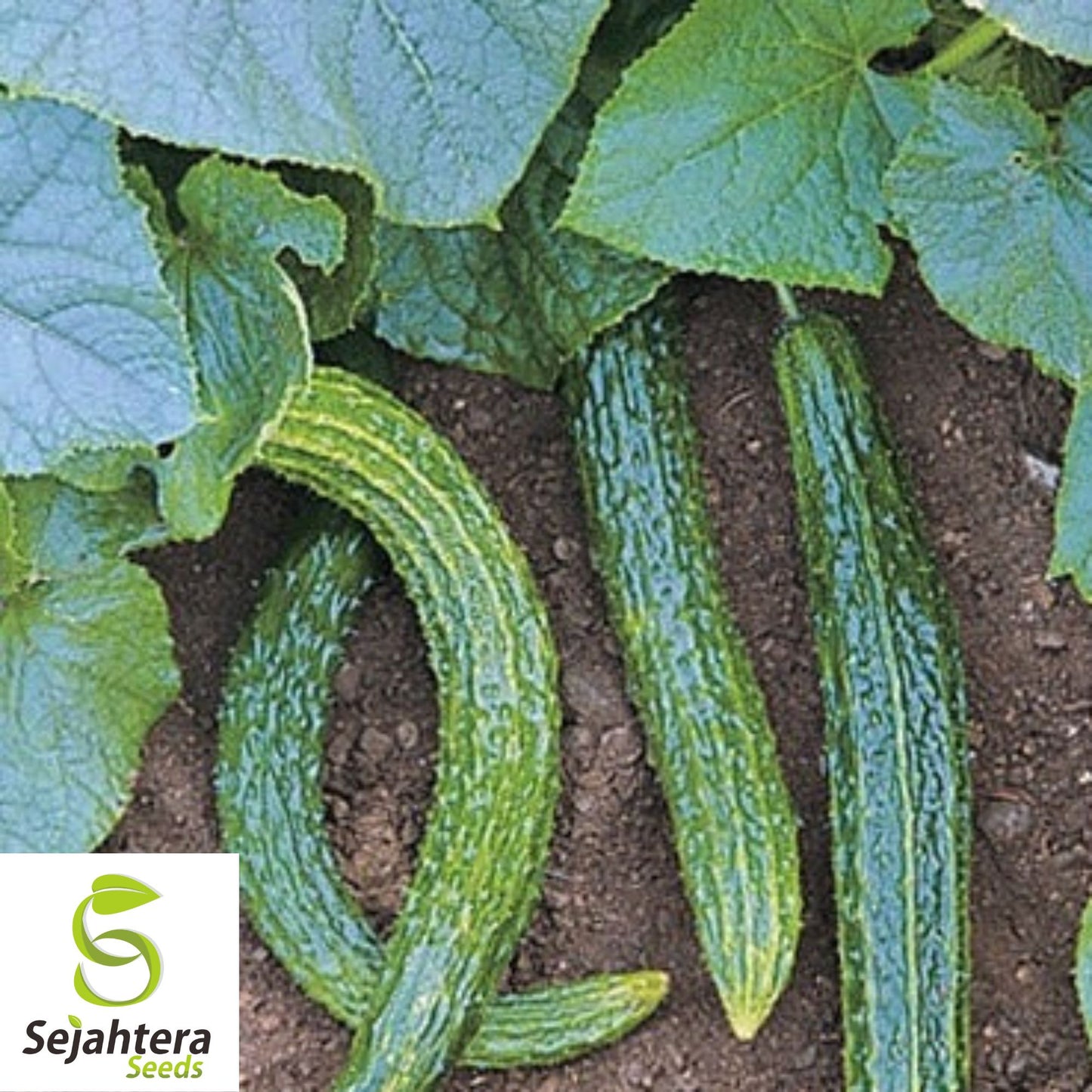 Suyo Long Cucumber Seeds - 25+ Heirloom, Non-GMO, Rare & Crisp