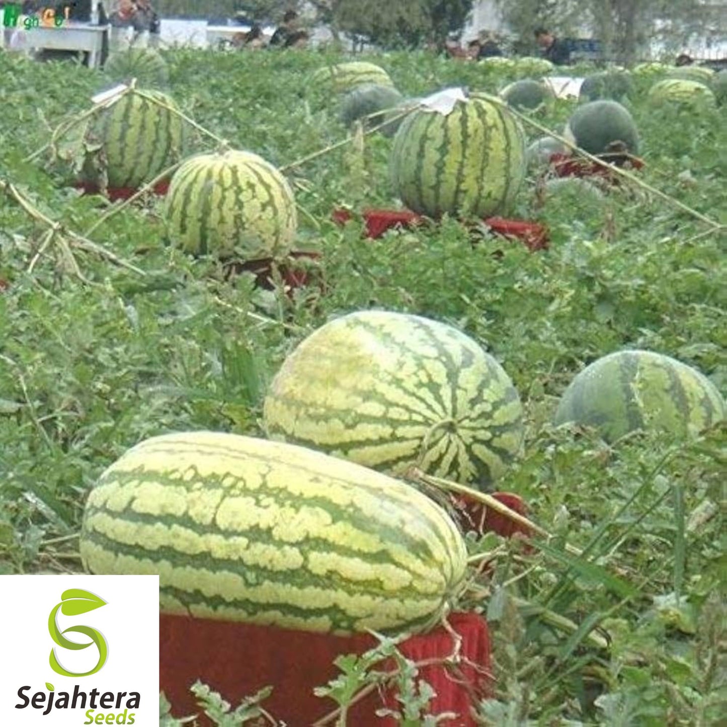 Florida Giant Watermelon Seeds – Heirloom, Non-GMO, Organic, Rare & High-Yield