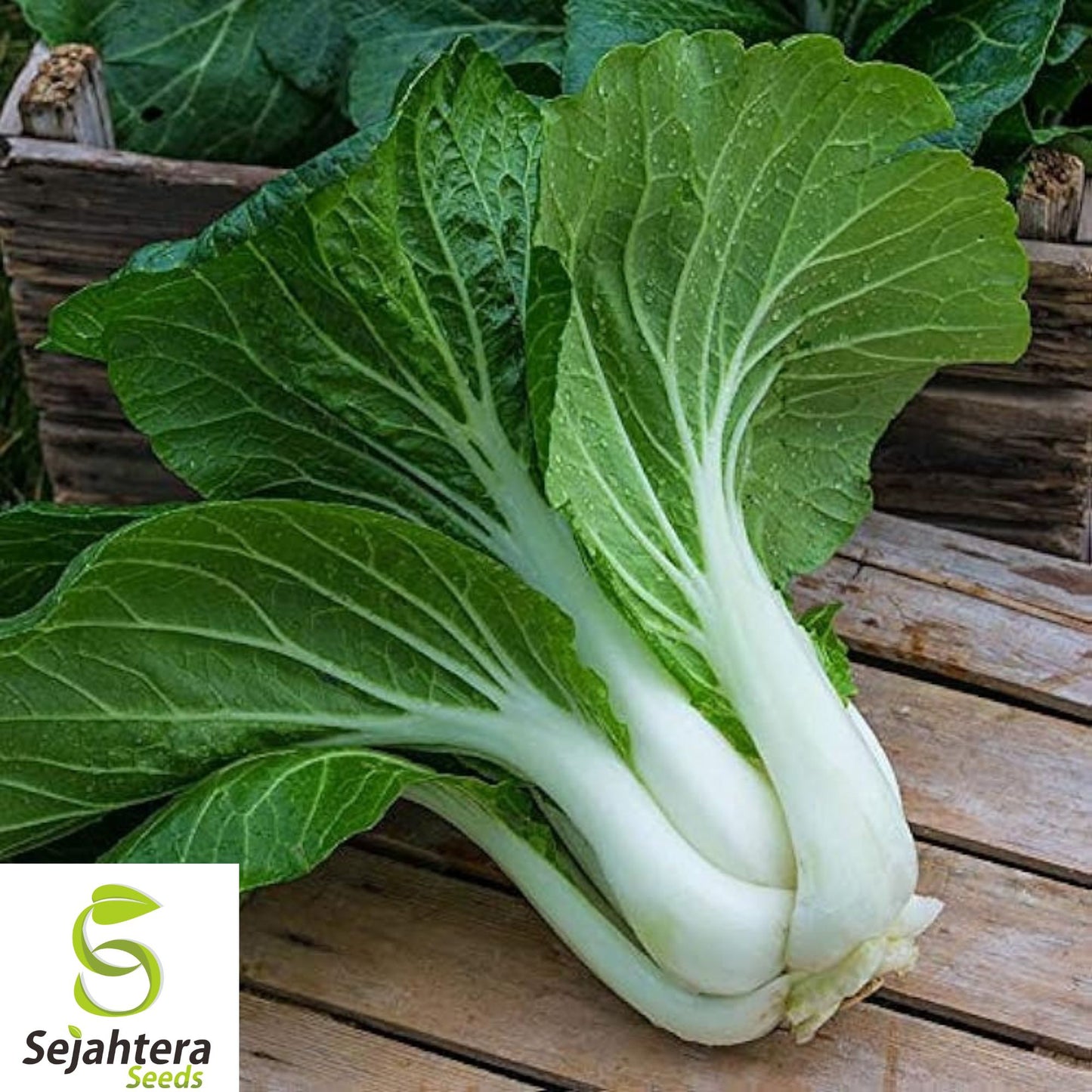 200+ Pak Choi Dwarf White Stem Cabbage Seeds - Heirloom, Organic, Non-GMO