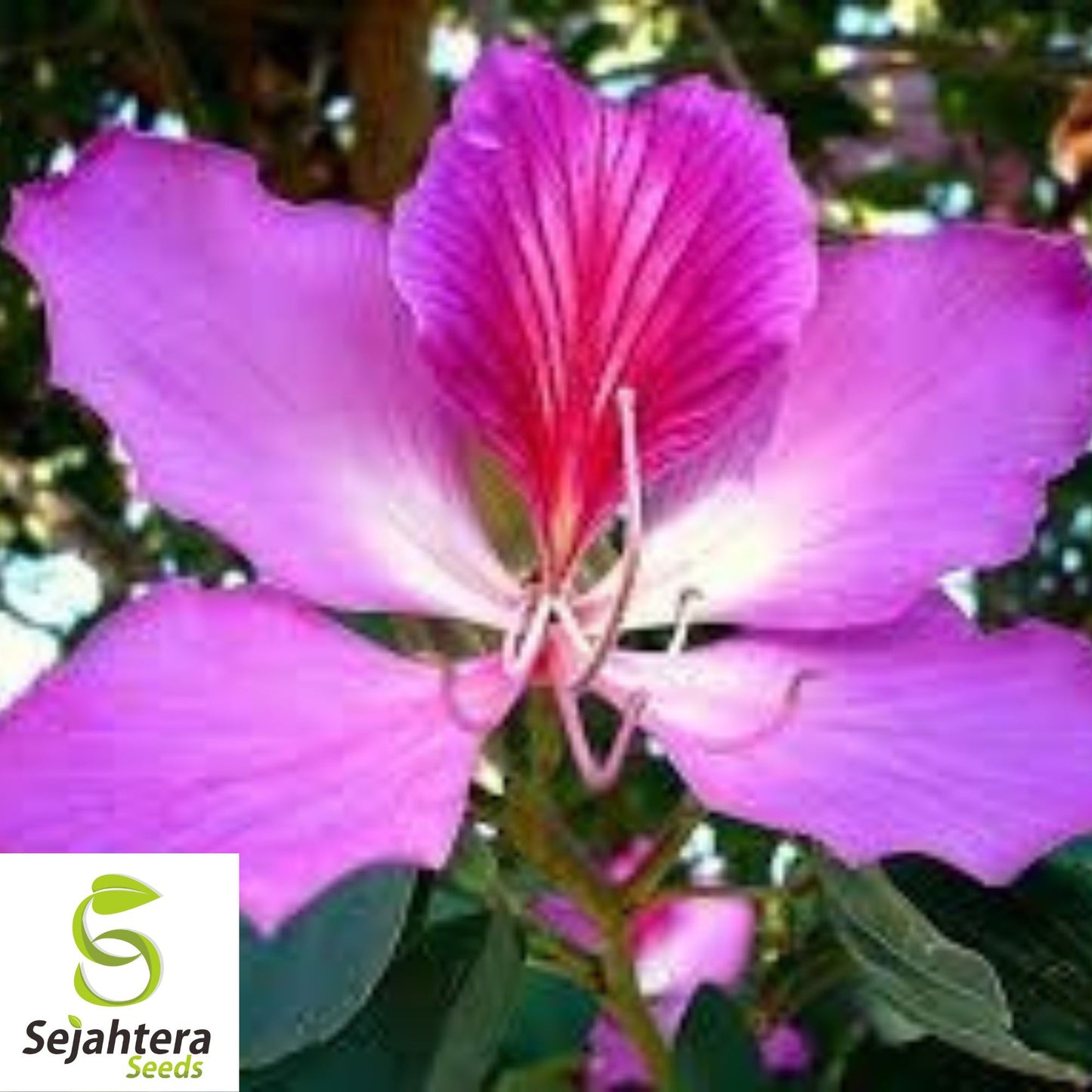 Hawaiian Orchid Tree Seeds {Bauhinia purpurea} 10 Seeds for Tropical Gardens