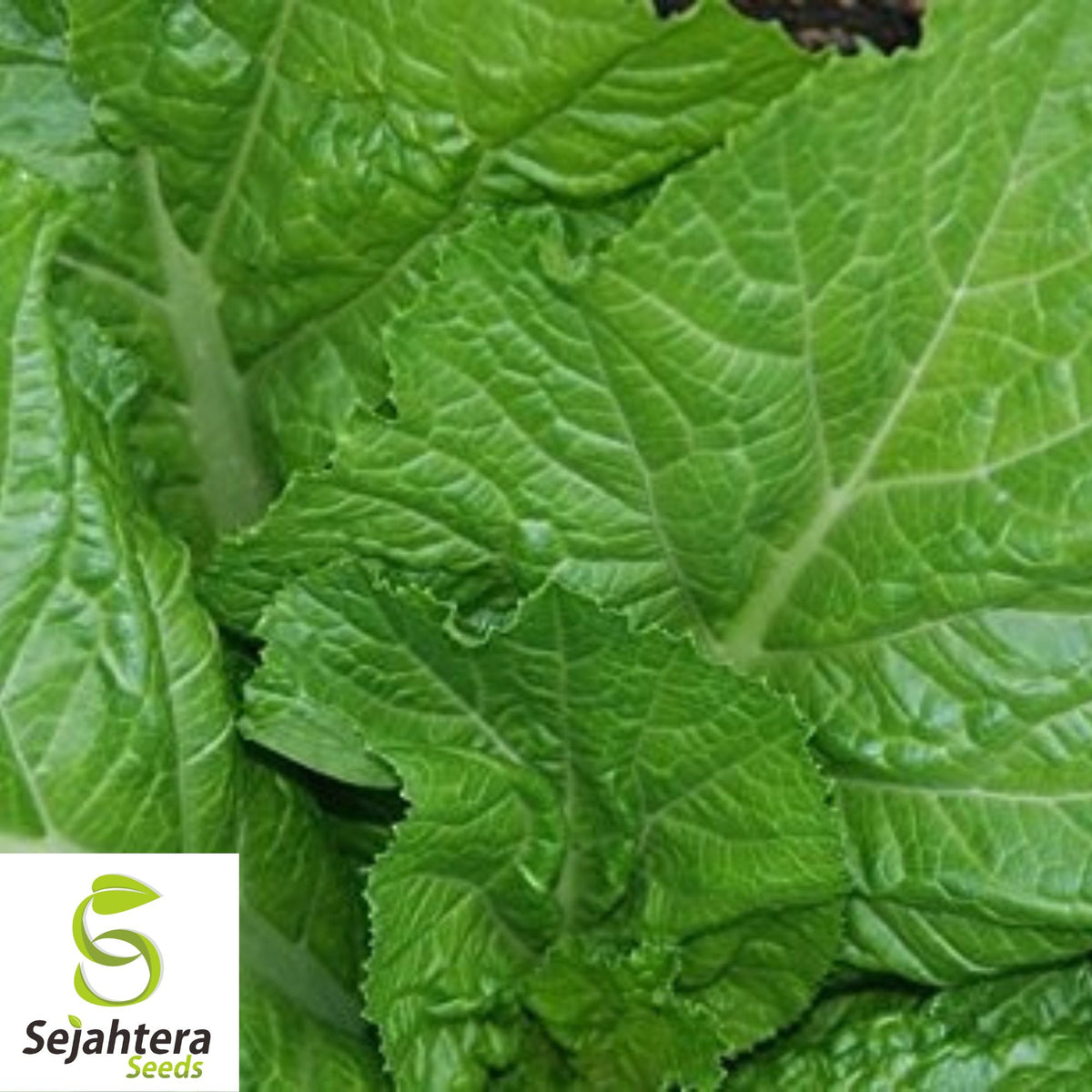 Mustard Green Seeds {Florida Broad Leaf} 1100+ Heirloom NON-GMO Fresh