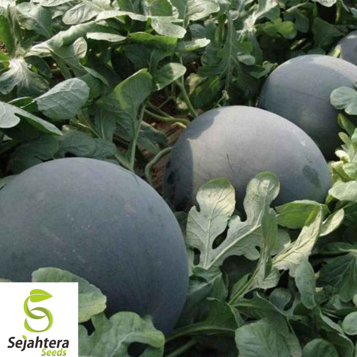 120+ Giant Black Diamond Watermelon Seeds - Heirloom, Organic, 30-50 lbs, Juicy & Sweet