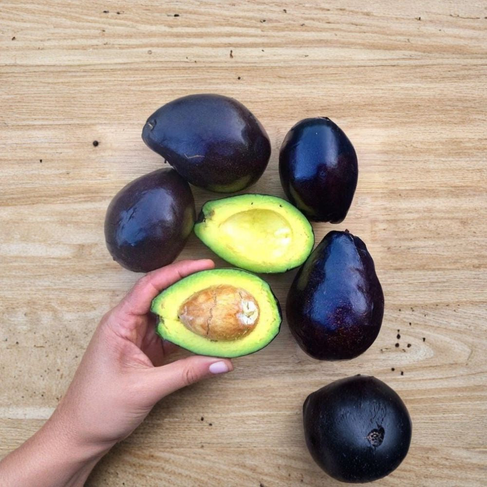 Brogdon Avocado Tree – Persea americana Live Cold-Hardy Avocado Tree | 5 Gallon Pot Approximately 4 Feet Tall • Outdoor & Container Friendly
