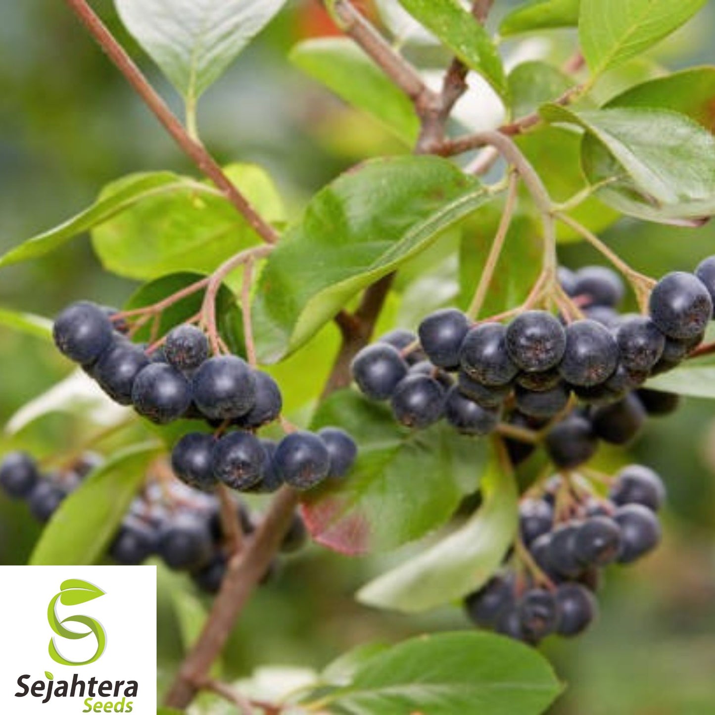 20+ Purple Schubert Chokecherry Seeds - Prunus Virginiana, Hardy & Ornamental