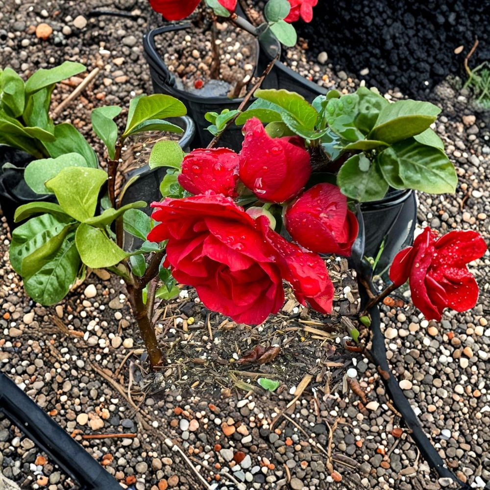 Double Take Scarlet Flowering Quince – Chaenomeles speciosa Live Flowering Shrub | Established Plant | Shipped in 1 Gallon Pot Early Spring Bloomer | Bold Scarlet Double Flowers | Landscape Accent Shrub