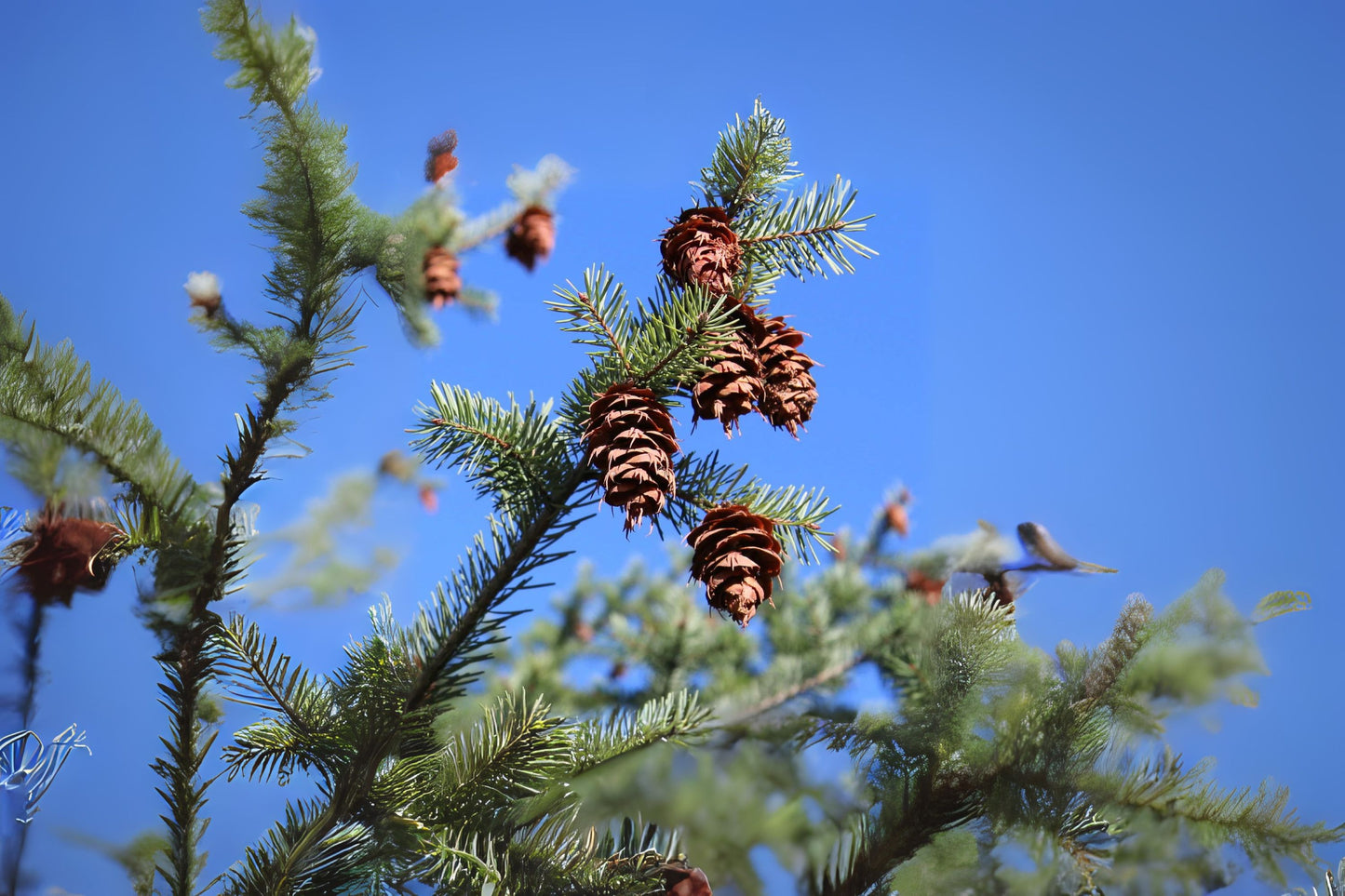 Douglas Fir (Pseudotsuga menziesii var. glauca NM Lincoln)