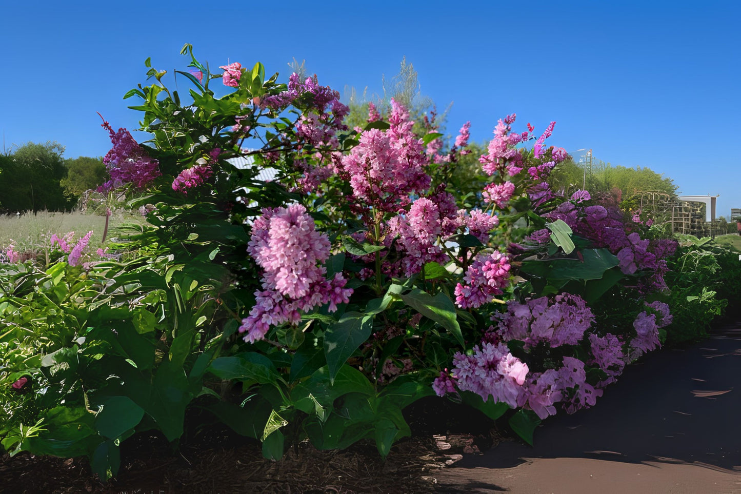 Hungarian Lilac (Syringa josikaea)