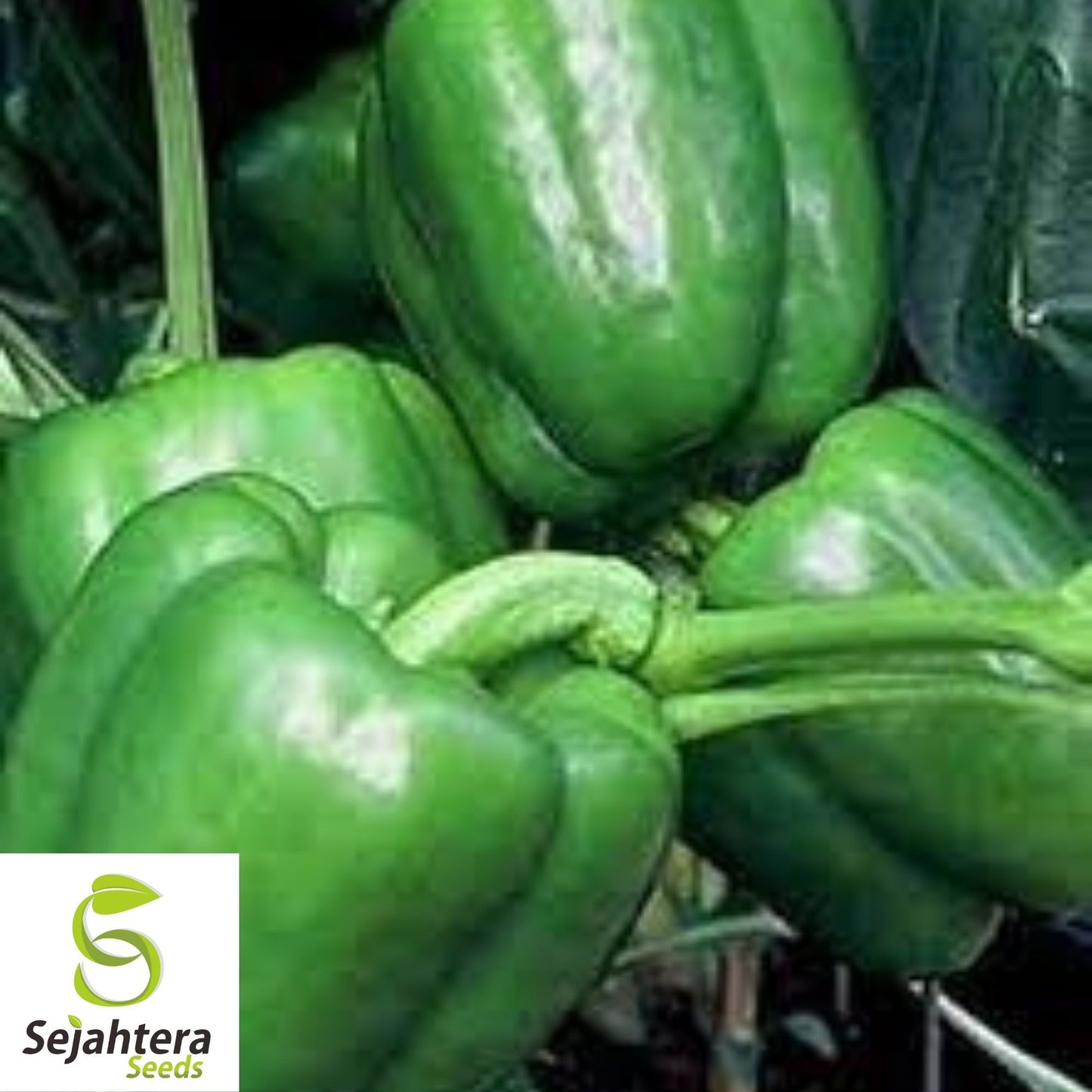 Cascadura Sweet Pepper Seeds 25+ | Heirloom NON-GMO Vegetable Garden USA