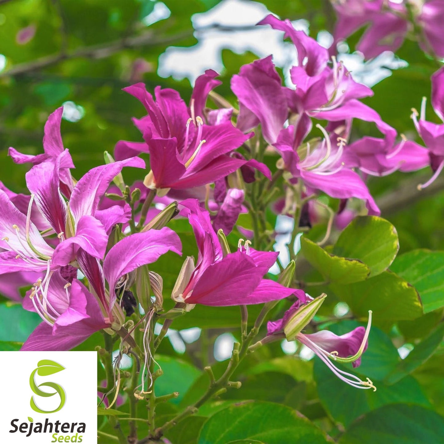 10+ Hawaiian Orchid Tree Seeds - Bauhinia Purpurea, Exotic, Fast-Growing
