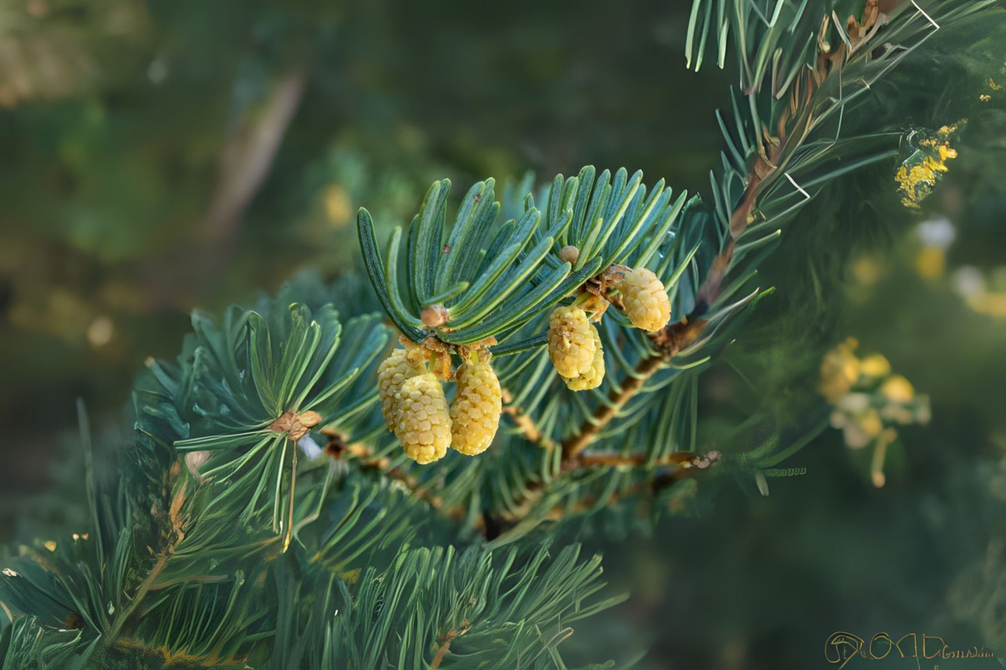 Lows Fir Sierra White Fir (Abies concolor ssp. lowiana Oregon)