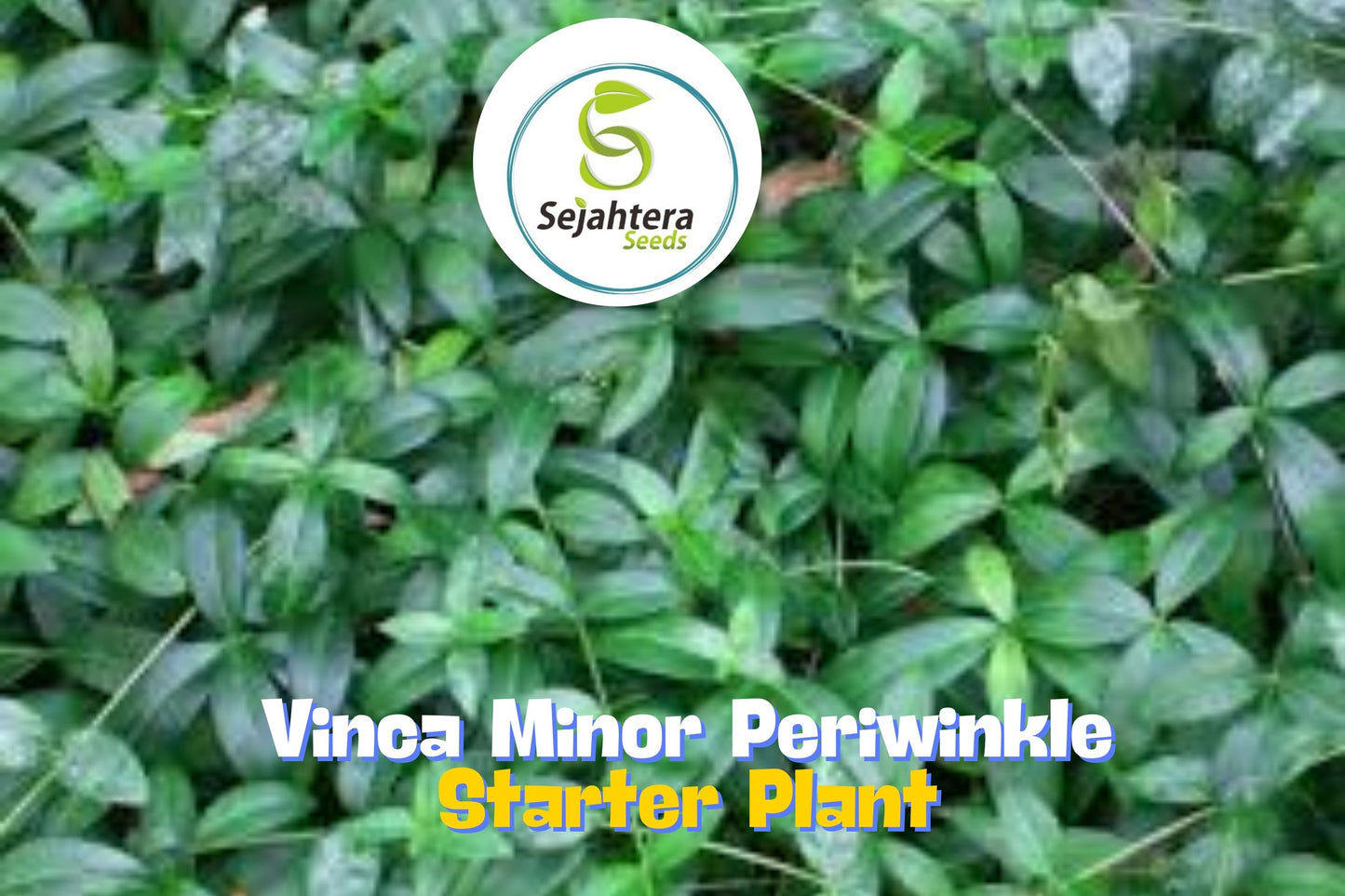 25 Vinca Minor Periwinkle Plants | Creeping Myrtle Evergreen Ground Cover