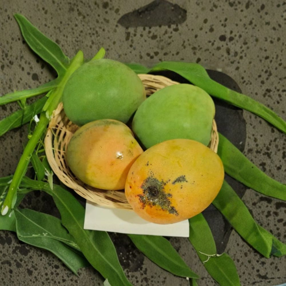 Tebow Mango Tree – Mangifera indica Grafted Live Tree | 3 Feet Tall | 3 Gallon Pot Sweet & Flavorful | Compact Grower | Fast Fruiting