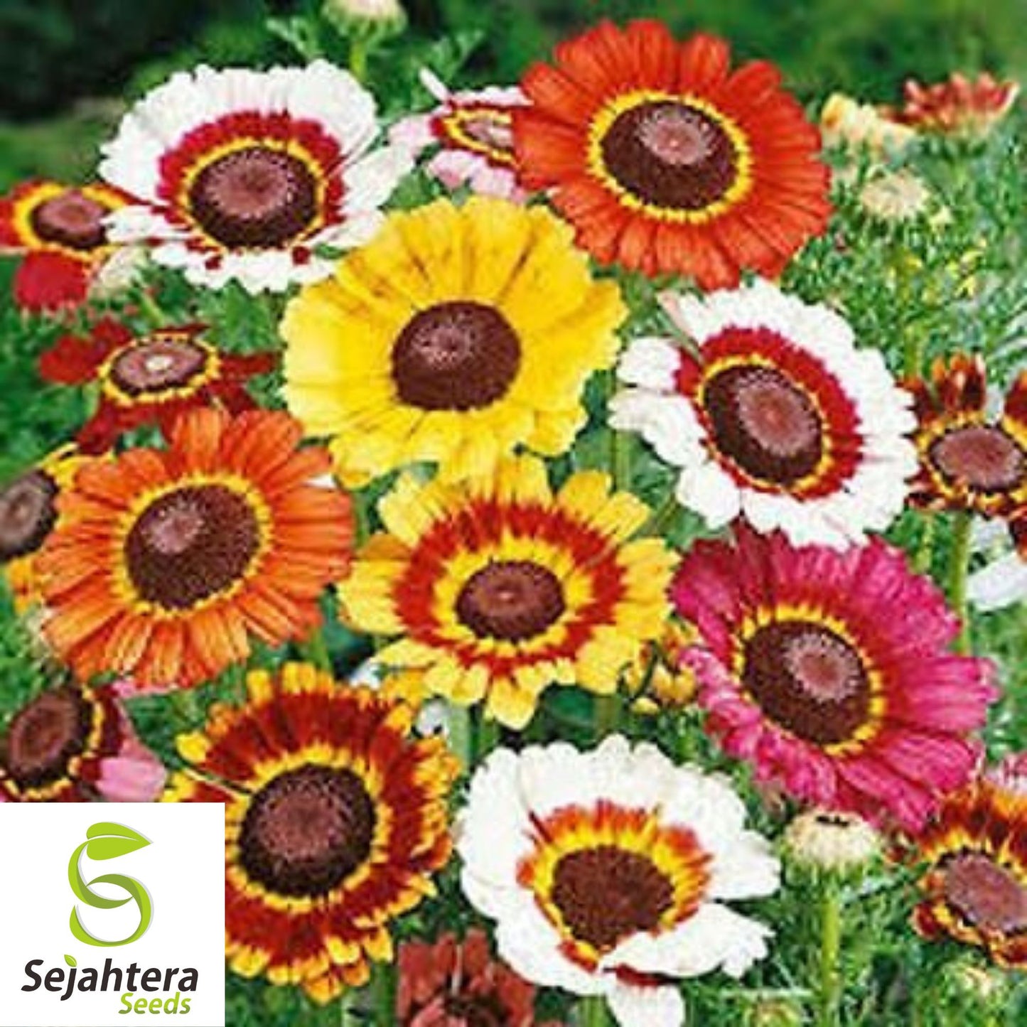 Painted Daisy Mix Seeds - 1000+ Heirloom - Bright Blooms & Pollinator-Friendly
