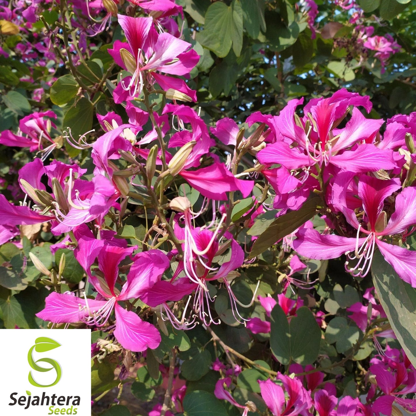 10+ Hawaiian Orchid Tree Seeds - Bauhinia Purpurea, Exotic, Fast-Growing