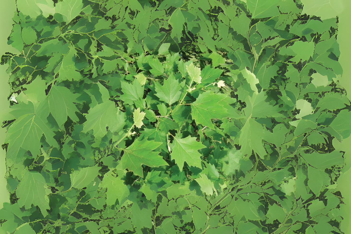 London Plane Tree (Platanus acerifolia)