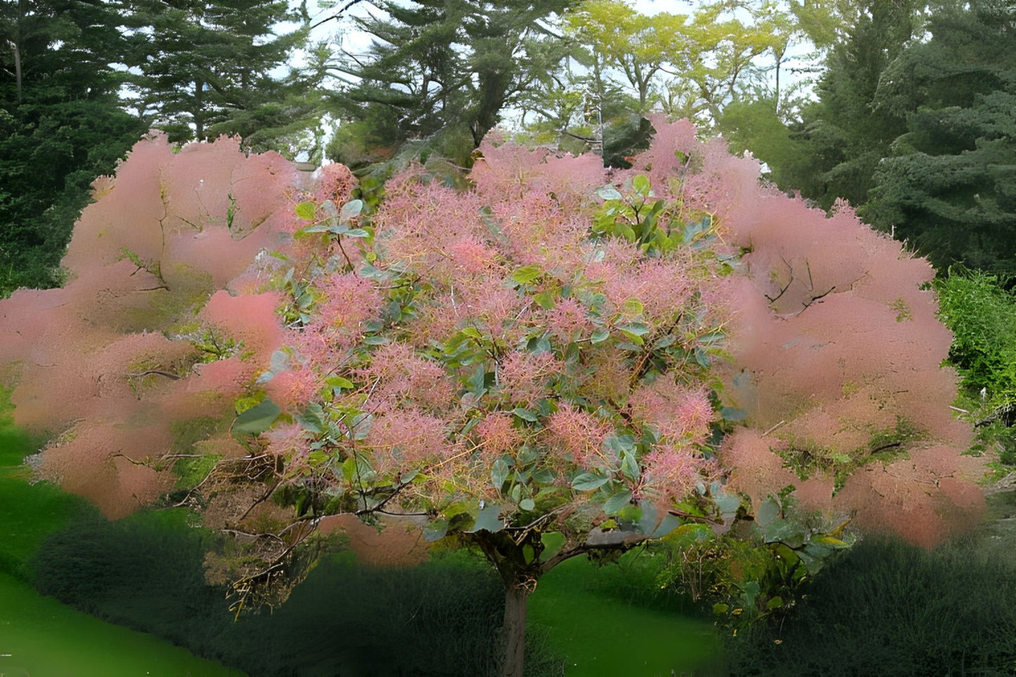 Common Smoketree European Smoke Bush (Cotinus coggygria)