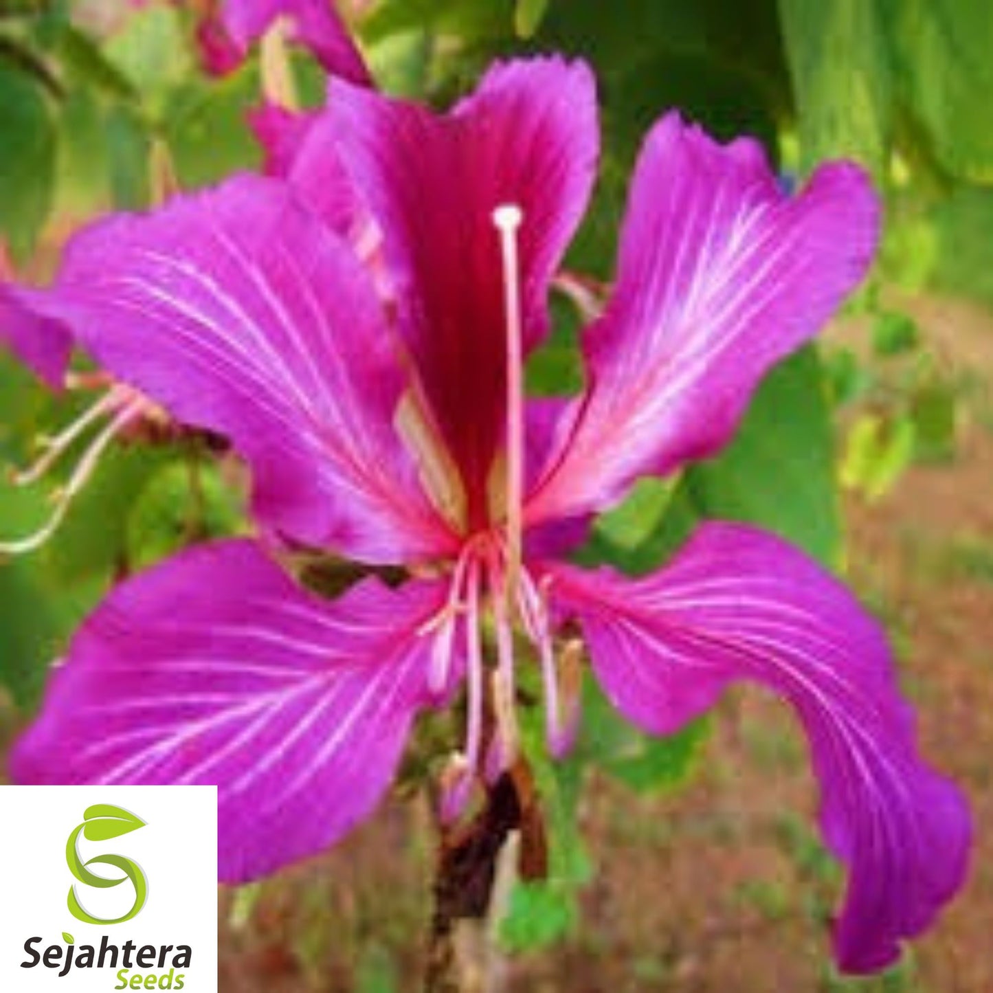 10+ Hawaiian Orchid Tree Seeds - Bauhinia Purpurea, Exotic, Fast-Growing