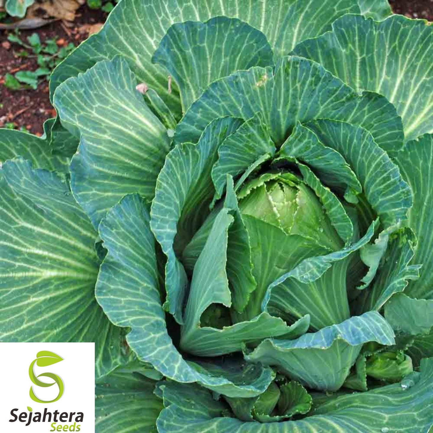 1000+ Early Jersey Wakefield Cabbage Seeds - Heirloom, Non-GMO, Crisp & Fresh