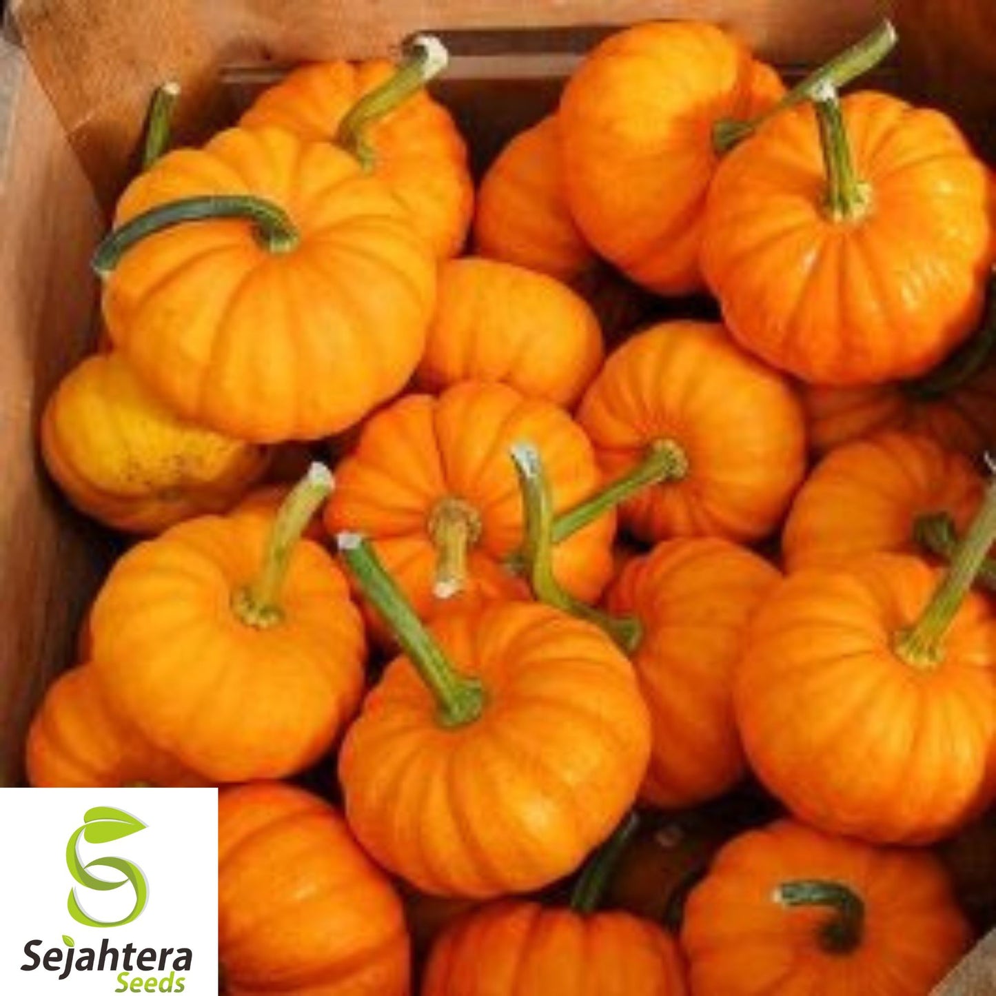 15+ Jack Be Little Pumpkin Seeds - Heirloom, Organic, Non-GMO, Mini Pumpkins
