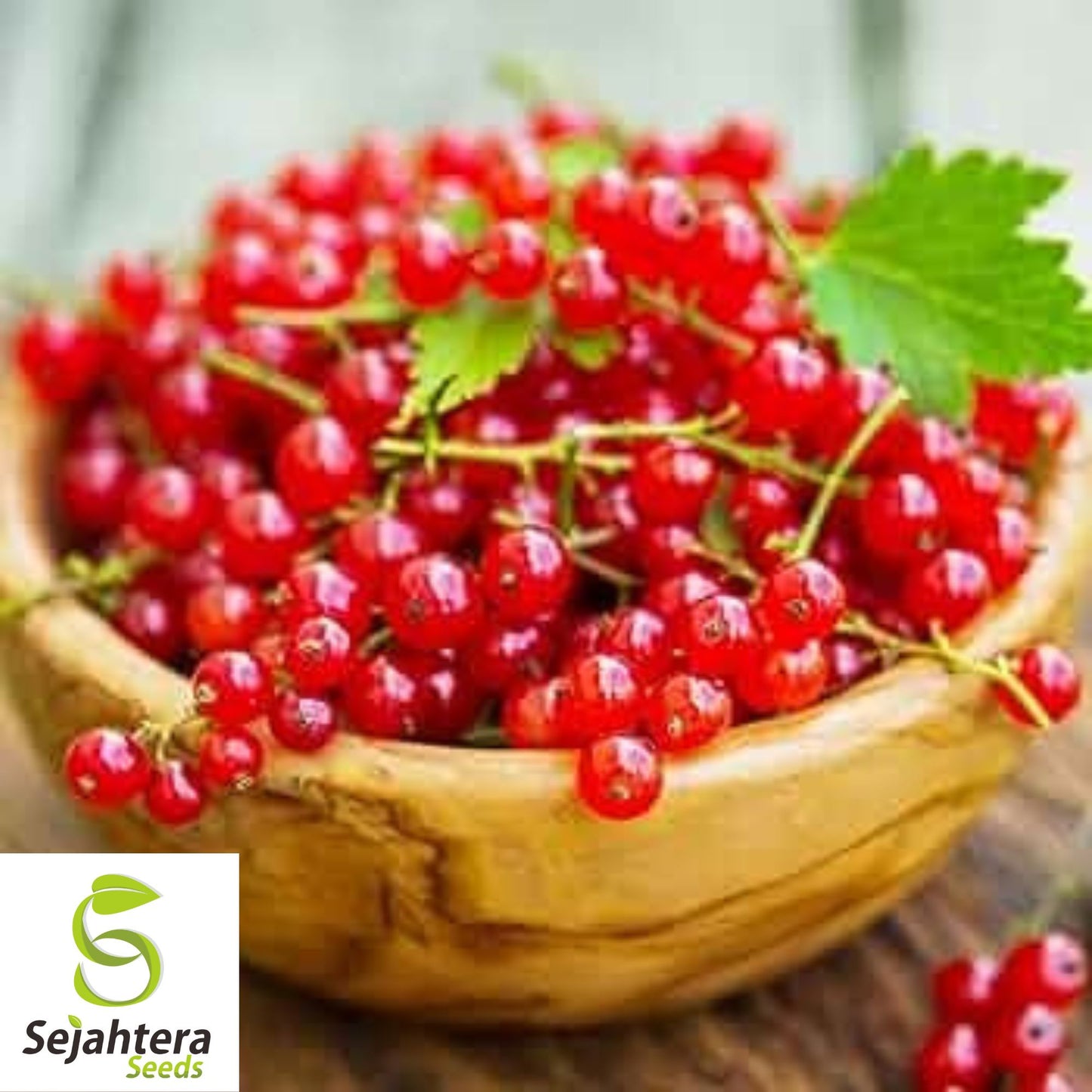 Red Wax Currant Seeds {Ribes Cereum} 60+ Seeds | Edible Heirloom Fruit Bush