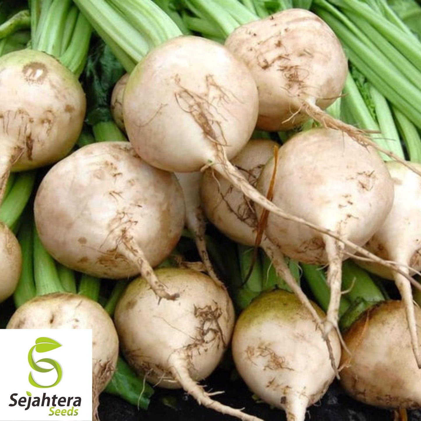 White Albino Beet Seeds - 250+ Heirloom, Organic, Non-GMO & Sweet