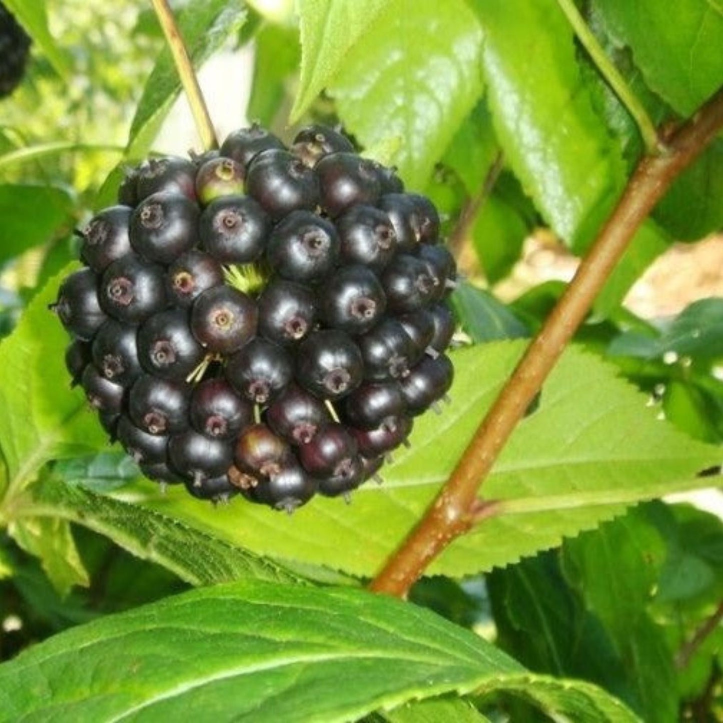 Siberian Ginseng Organic Seeds {Eleutherococcus senticosus} 20 Seeds