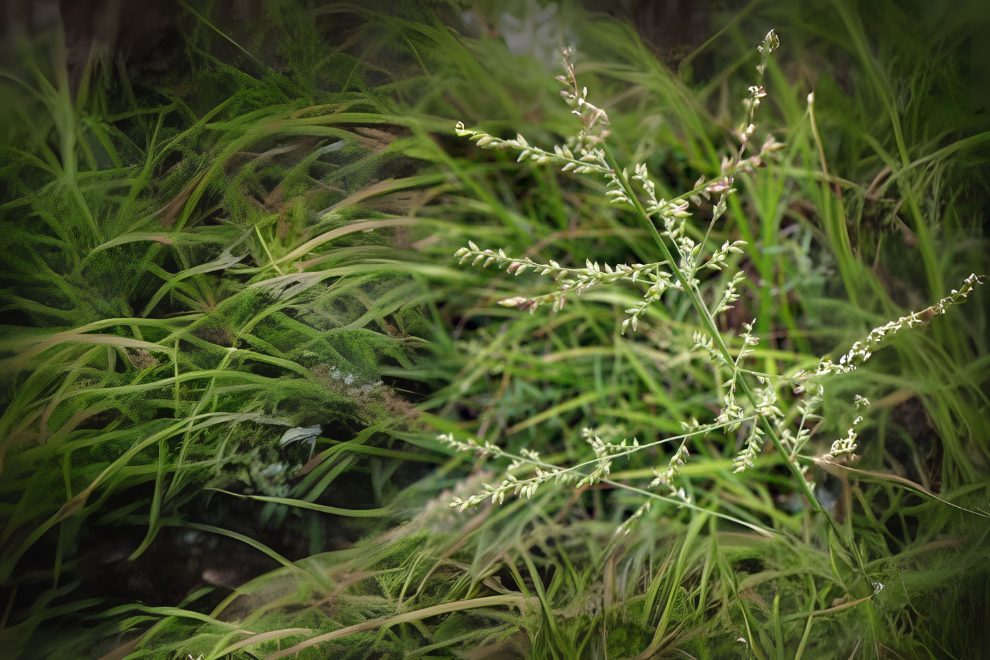 Beaked Panicgrass (Panicum anceps)