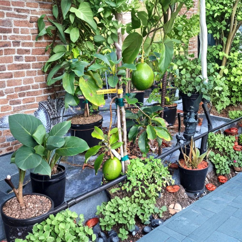 Utuado Avocado Tree – Persea americana Grafted Live Tree | 2–4 Feet Tall | Dwarf Variety Indoor-Friendly Avocado | Heavy Producer | Creamy, Smooth Flavor