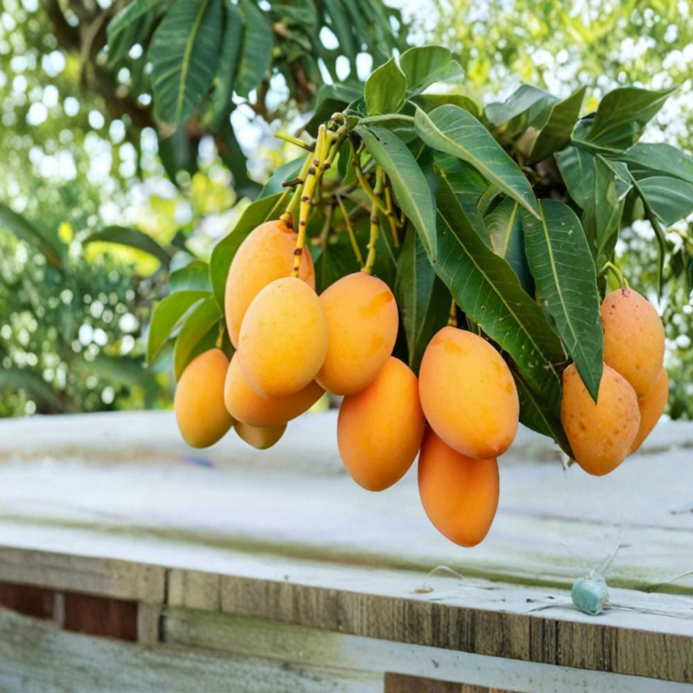Haden Mango Tree – Mangifera indica Live Seedling | Bare Root | Tropical Fruit Starter Classic Florida Variety | Fast Growing | Shipped USPS