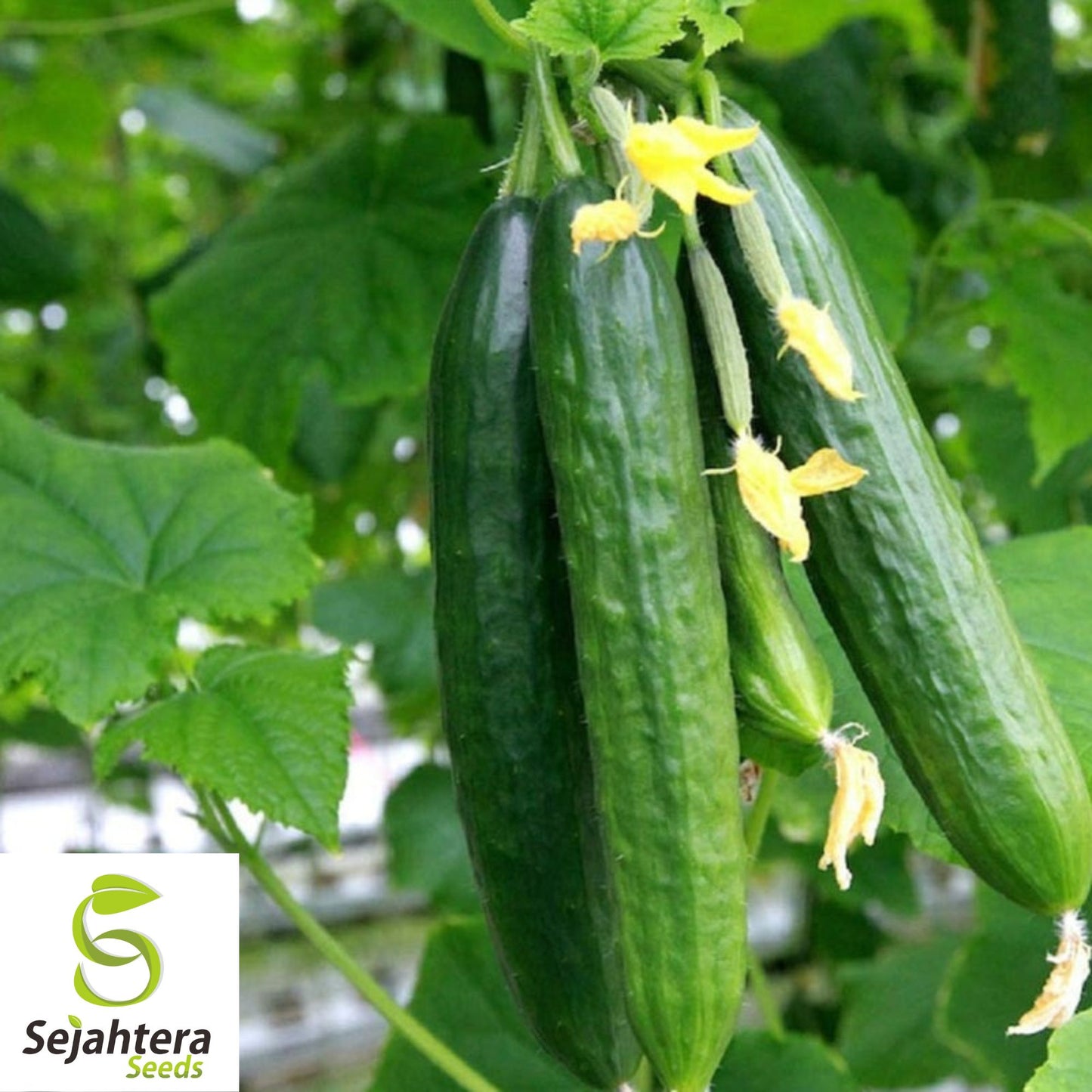 50+ Muncher Cucumber Seeds - Heirloom, Non-GMO & Sweet Snacking Variety