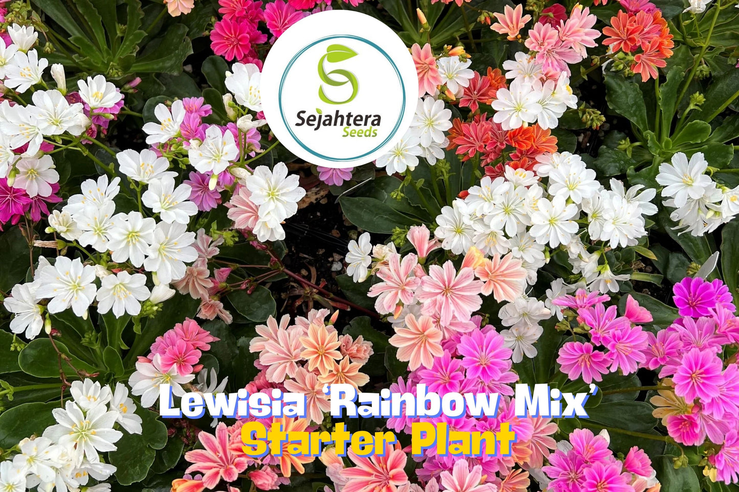 Lewisia ‘Rainbow Mix’ Hardy Succulent | Live Starter Plant for Rock Gardens
